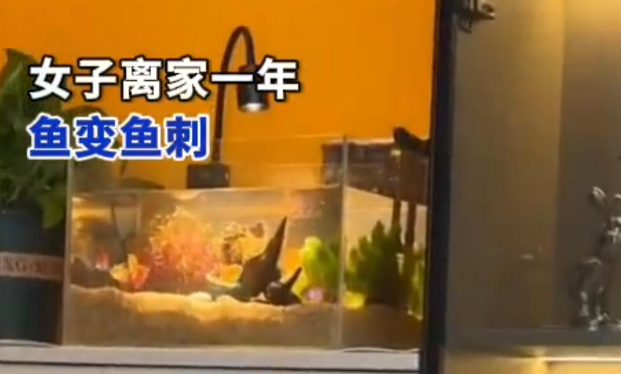 11月25日，黑龙江哈尔滨市民李女士在社交平台发布的“离家一年鱼变鱼刺”相关视频