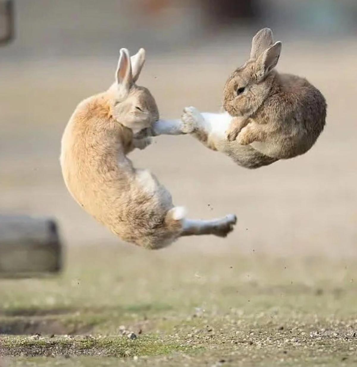 兔子怀孕一个月就生，一胎五只起步，一年能怀六次。这哪是动物，简直是生育机器。