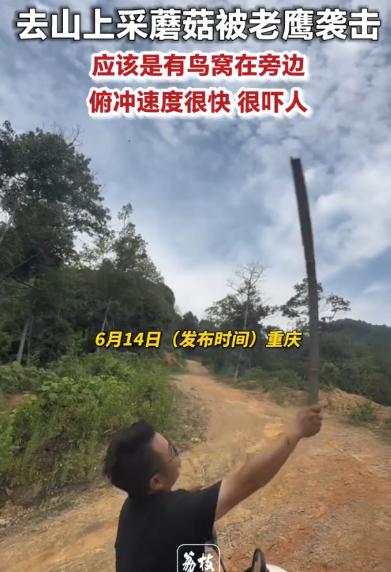 ☔“吓懵了！”6月13日重庆，一男子和妻子上山采蘑菇，妻子先察觉不对大喊“