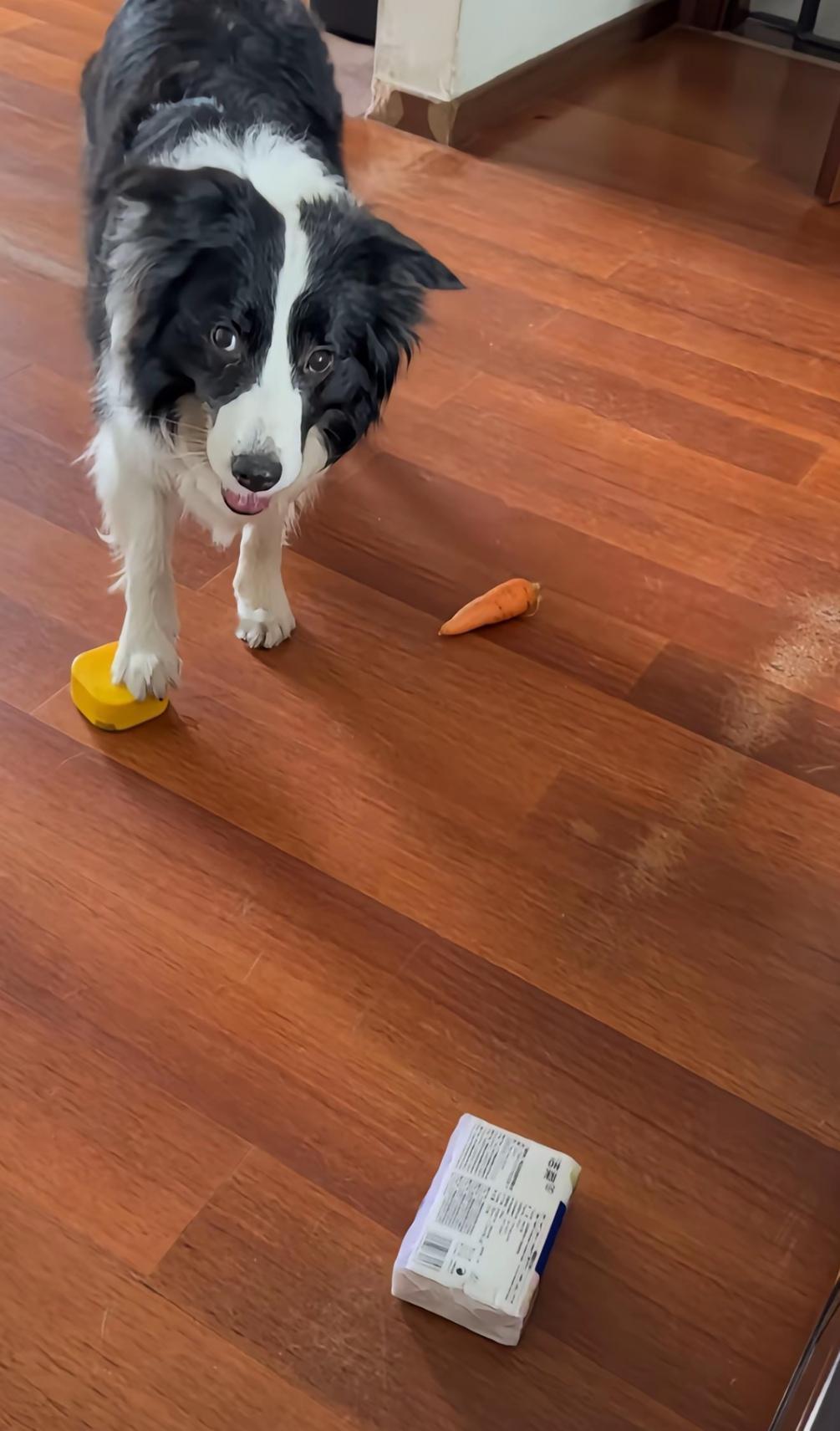 快进来，笑完了再走最近老是刷到视频，一些博主教自己家里养的狗狗、猫猫辨识啥是