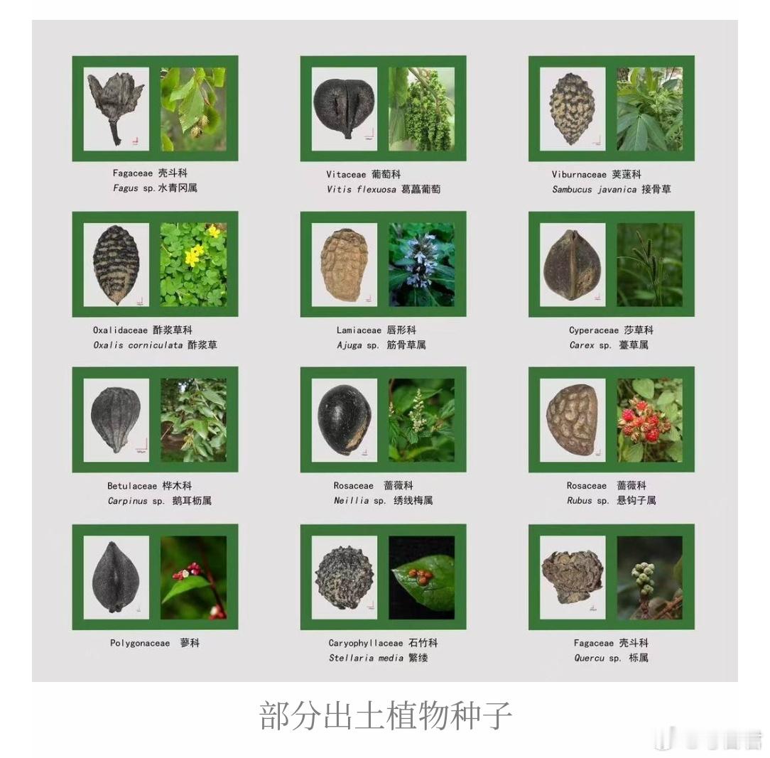 【上万年前的植物如何“开口”？】濛溪河遗址在四川资阳的濛溪河遗址，考古学家们发现