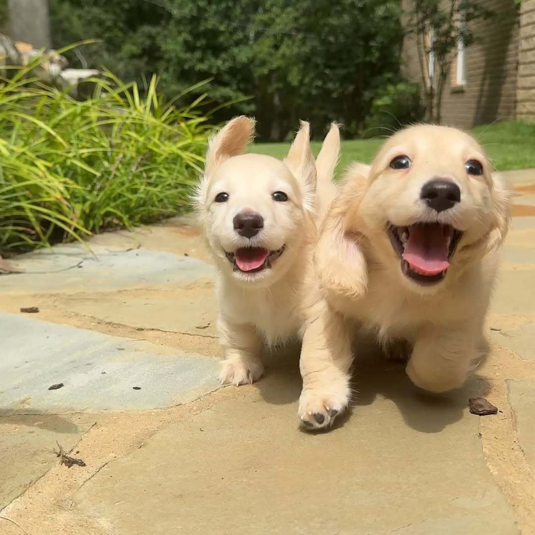 迎接主人下班回家的小狗