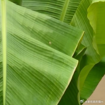  一丛芭蕉，一湾溪水，是乡下最治愈的风景。