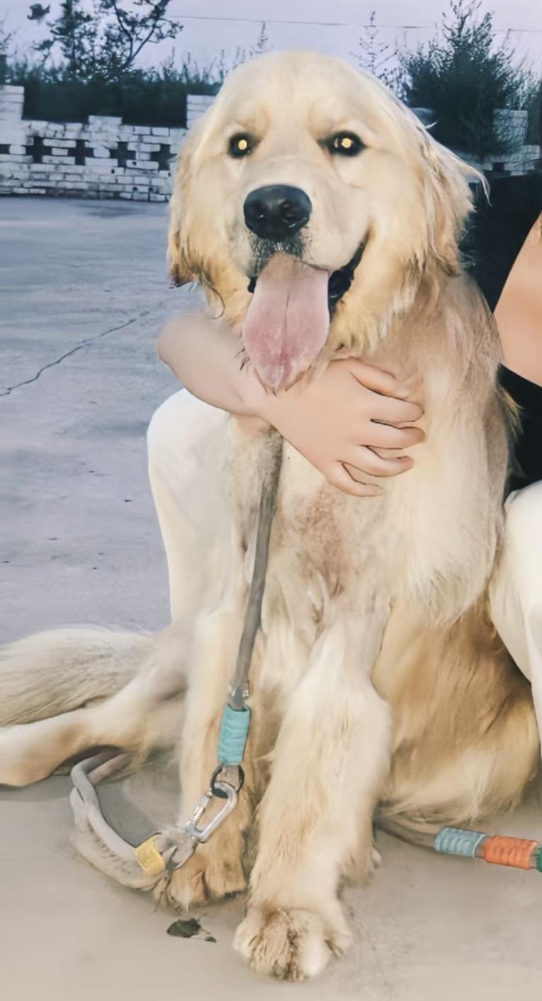 外甥女朋友养了一只大金毛犬，现在愁的不知怎办。前年养的时候小狗狗特可爱，一年多长