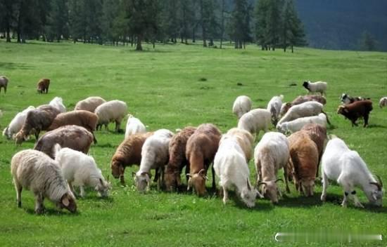 牧场月薪1.6万招人放3000只羊老板：包吃住有WIFI4月24日消息，据媒体