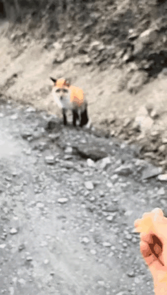 看来它想吃的是其他东西