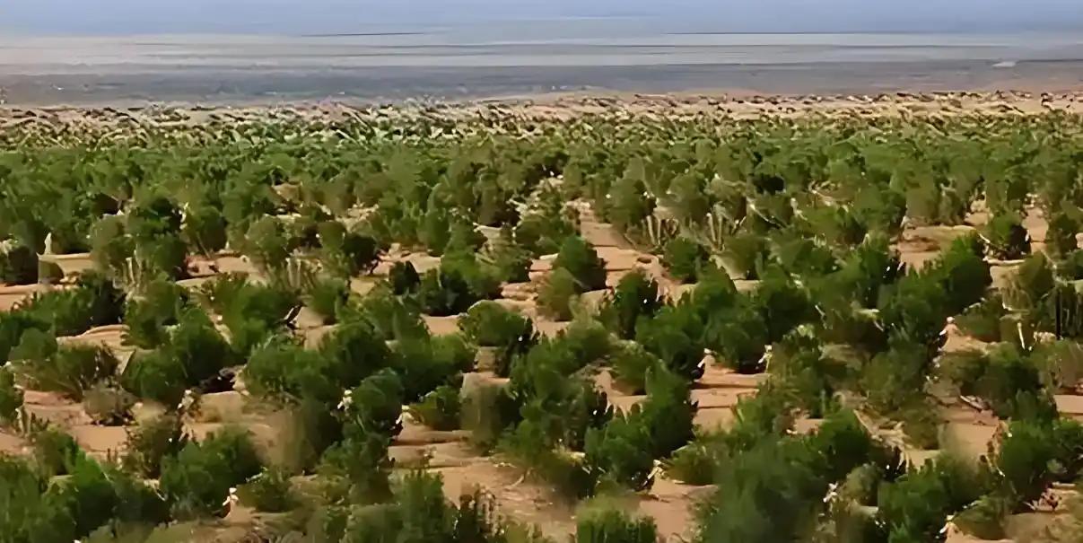 据美国科普网站LiveScience报道，最新研究显示，中国的大规模植树工程，