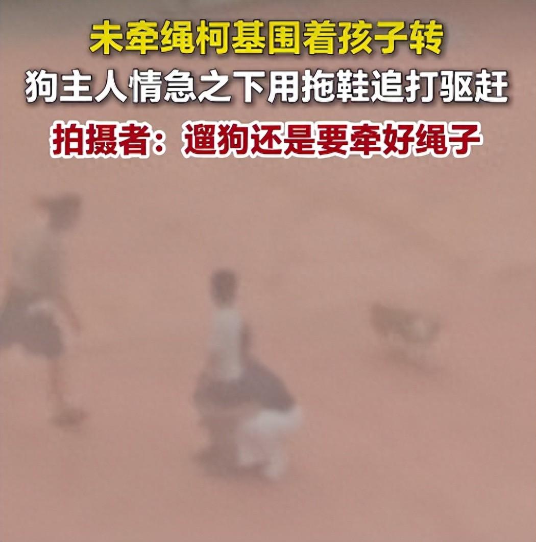 山东聊城，一女子带着自己的柯基犬出门遛弯，但没有牵绳。就在遇到一个小孩的时候，柯