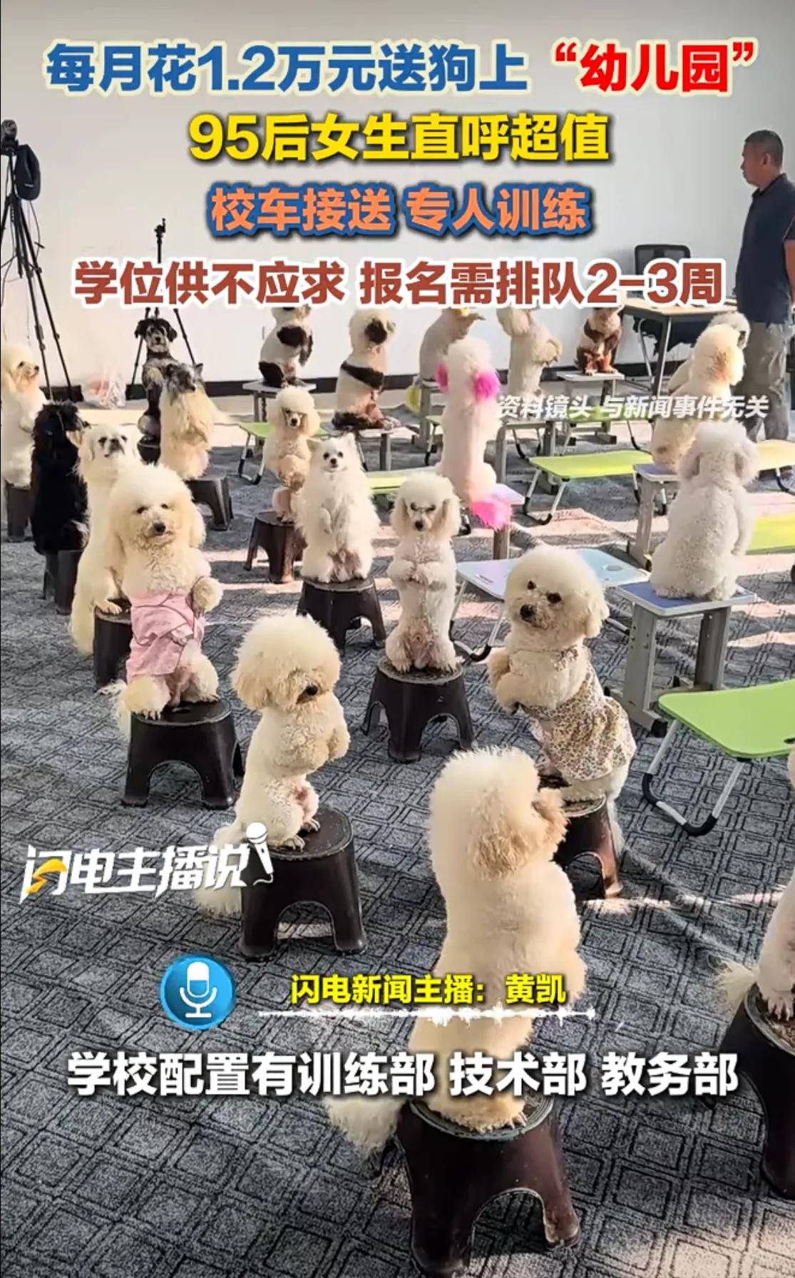 “这个世界太疯狂了，人活的像狗，狗活的像人！”每月花1.2万元送狗上“幼儿园”，