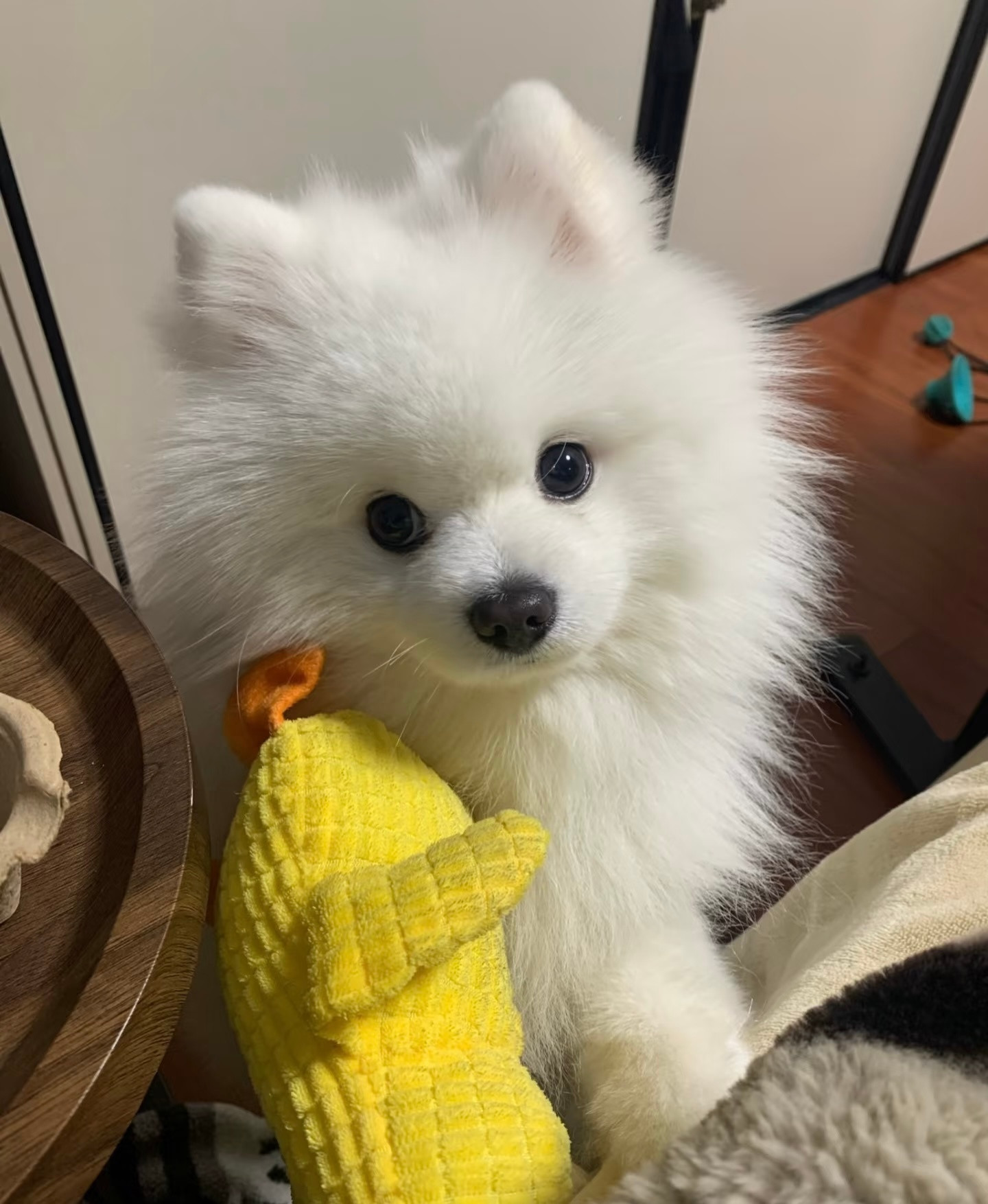 泥嚎要陪我玩玩具吗