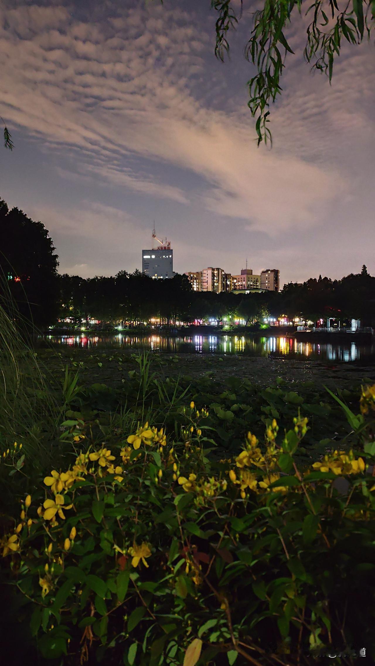 真心话茶局夏日宁静的夜晚，公园里景色迷人，金黄的小花在湖畔争相开放，远处灯光点点