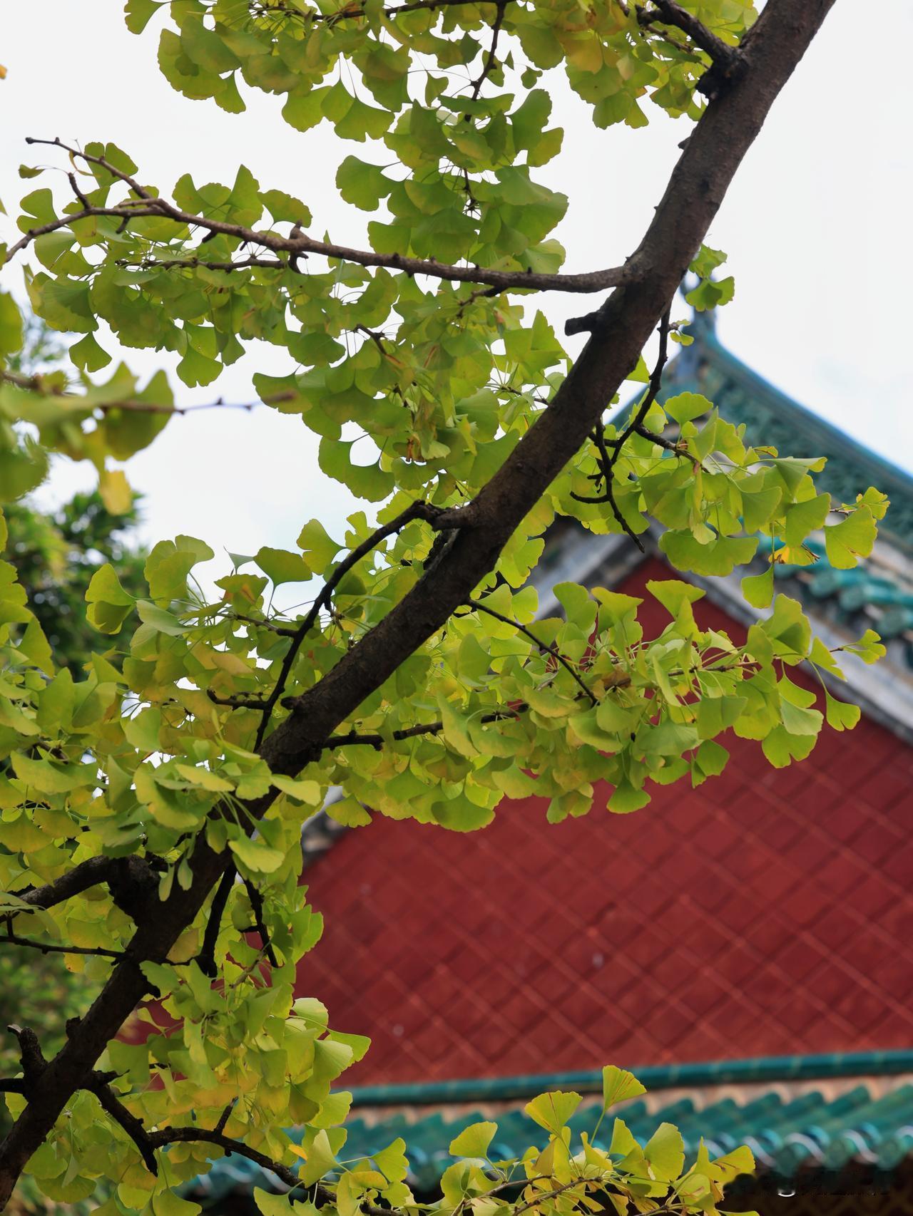 金秋赏景，昆明翠湖公园银杏知秋，银杏飘黄惊艳亮相。快来看看我打卡过的惊艳秋色吧！