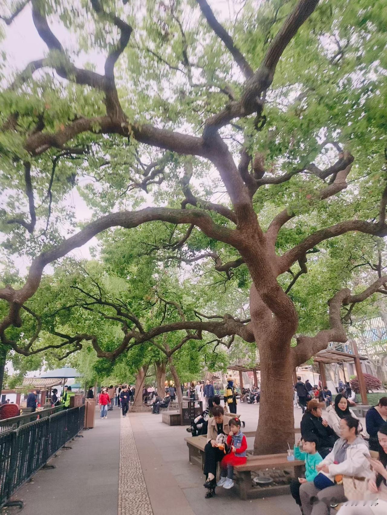 人要是没脸真的是天下无敌我家后院的大婶自打我认识她开始就手脚不干净并且有生活