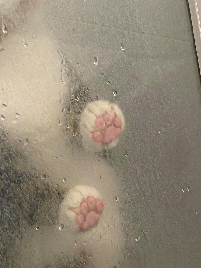 喵星人趴在浴室的玻璃门上，那肉球简直让人疯狂。。。