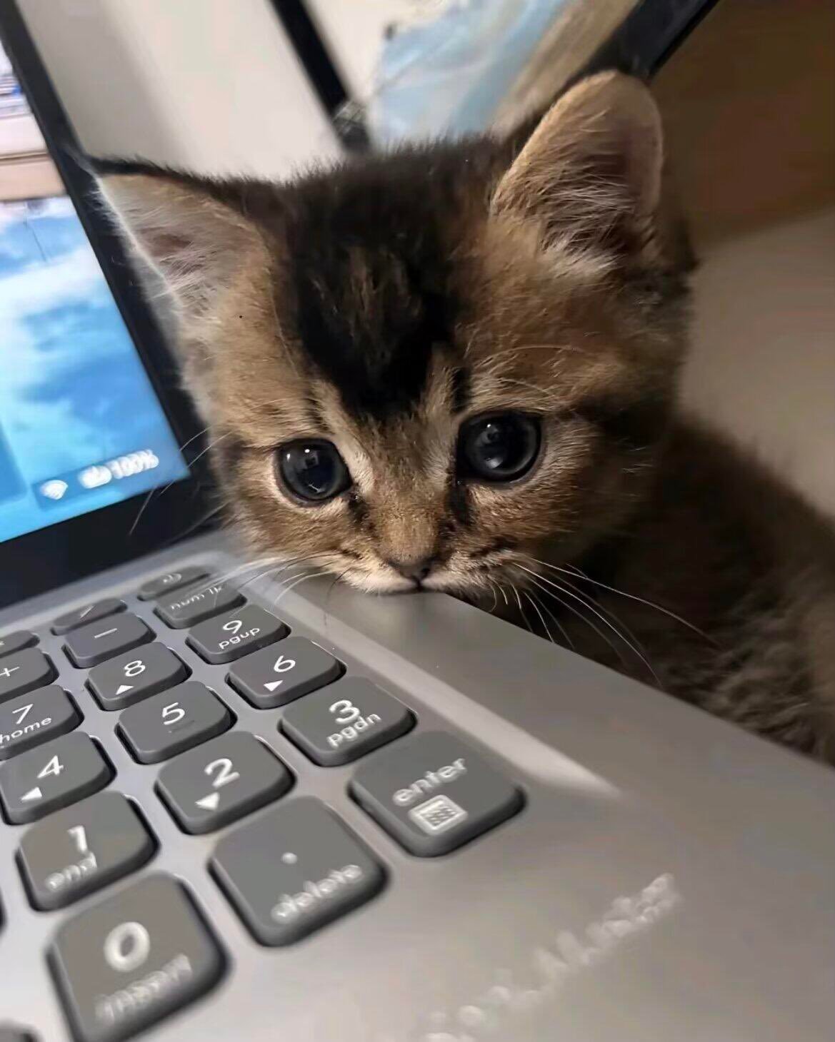猫咪陪我加班🥹​​​