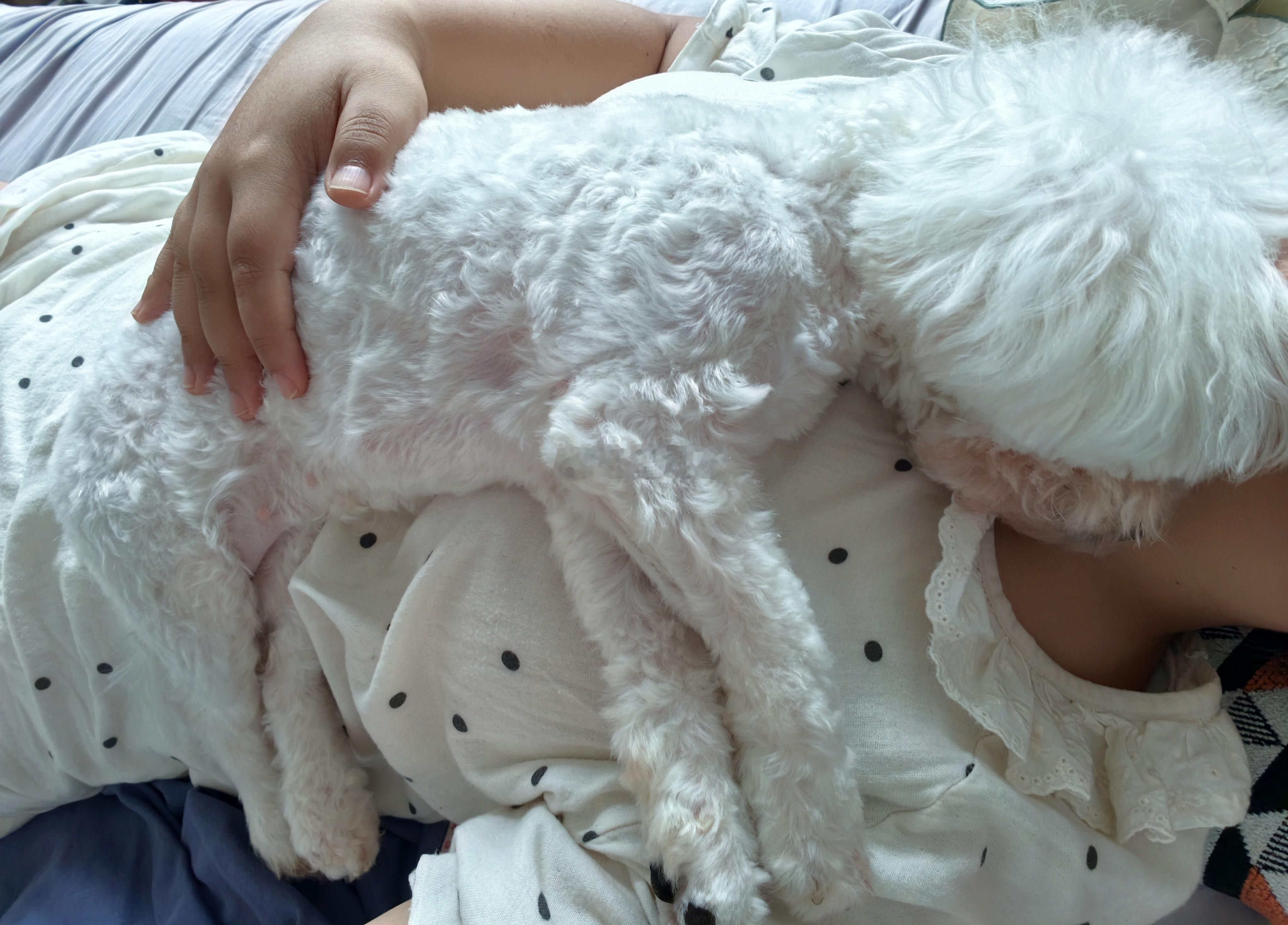 香香狗趴在妈妈身上睡觉😴