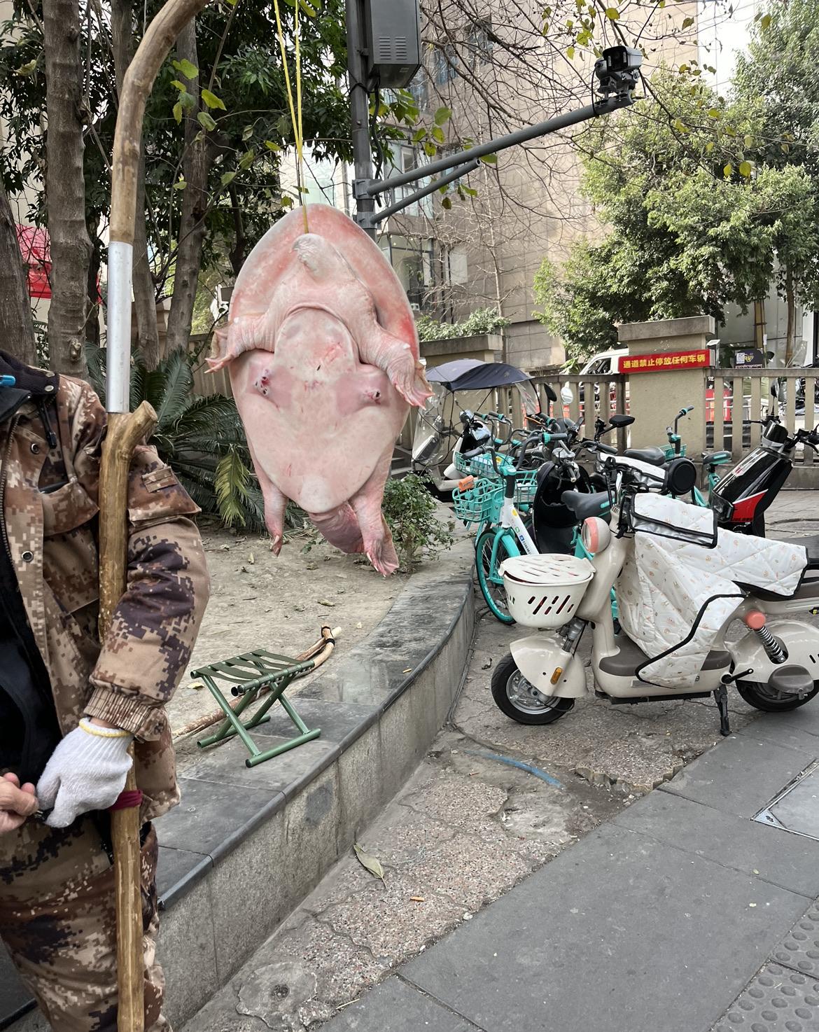 甲鱼是假？路过，看到成都街头有人拿个棍，倒掉着只“甲鱼”，有路人问，说是80