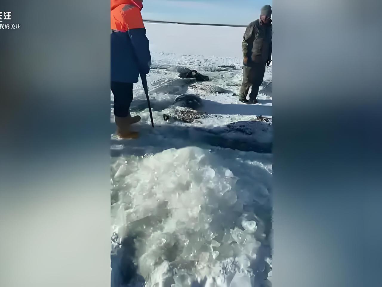 头皮发麻！黑龙江水库冰下惊现13匹“冰冻马”，姿态狰狞，70岁马主当场崩溃！