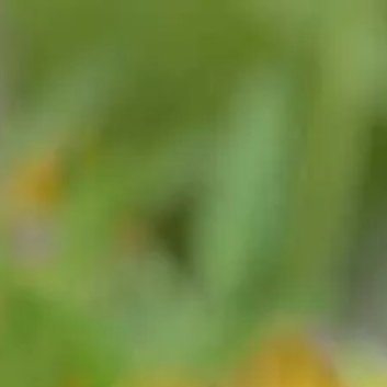 种植🌷万寿菊的繁殖方法一、种子繁殖（1）种子选择与处理：选择饱满、无病虫害的