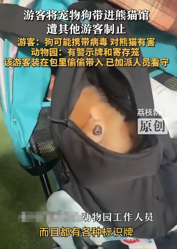 “必须严惩！”河南洛阳，一女子参观熊猫馆时，将宠物狗藏在包中，偷偷带了进去，殊不