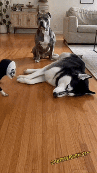 俩狗子咋吓到灵魂出窍～瞬间吓傻