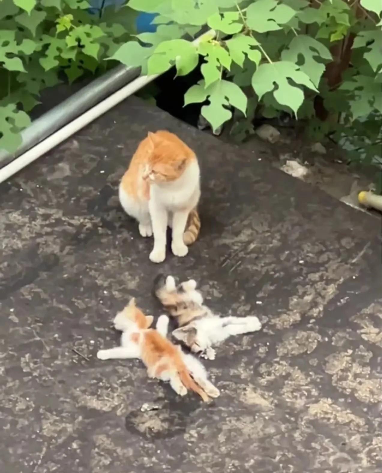 猫妈妈觅食回来，发现自己的宝宝都被人害死了，它把孩子们归拢在一起，在身边守护着，