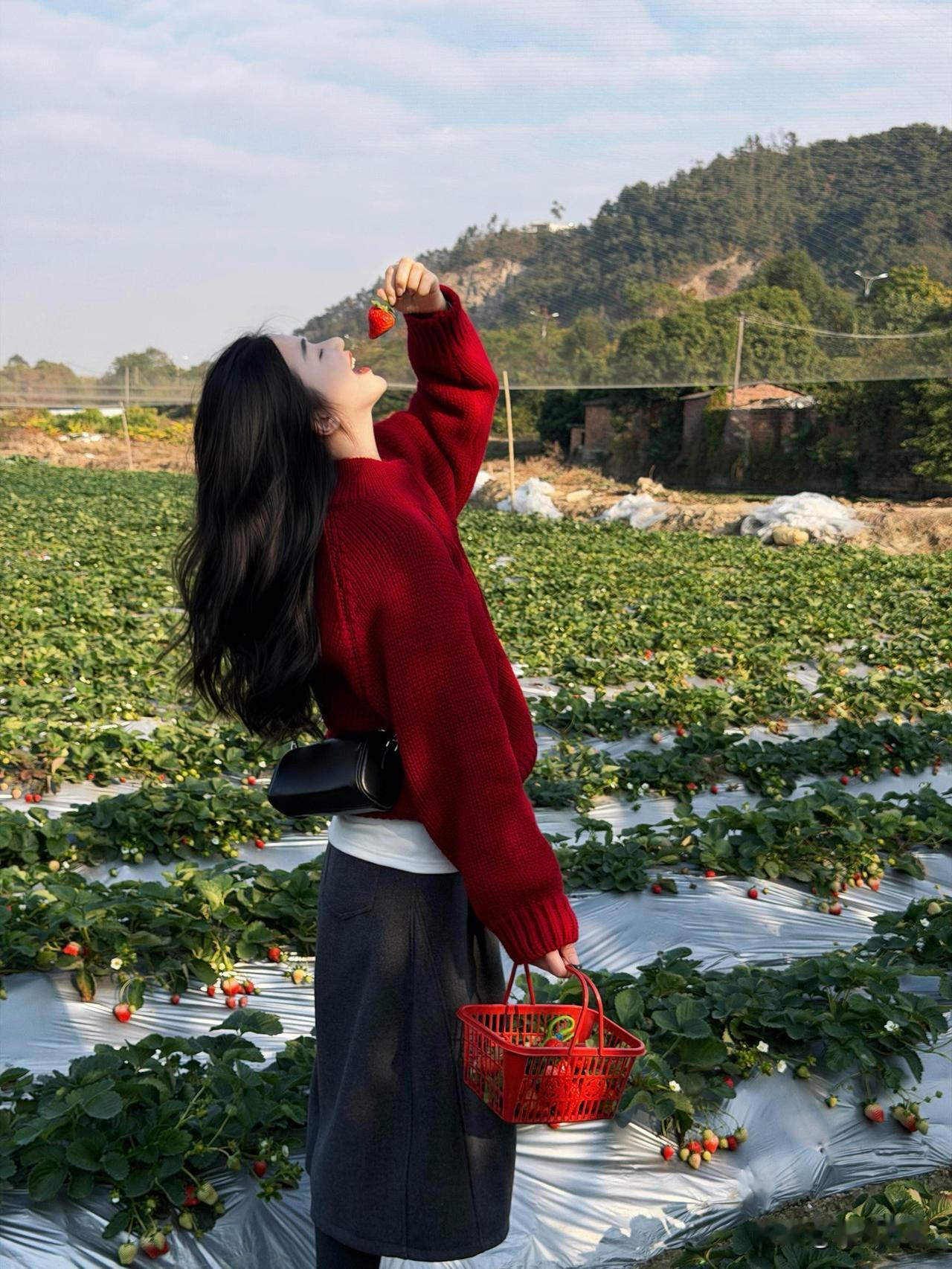 南安草莓园也太绝了吧！牛奶草莓个个饱满硕大，咬一口甜到心坎里～园里的风车太