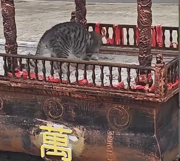 真是活久见！福建两个贼为了搞钱，简直是刷新了贪念的下限！😂他们不偷金佛也