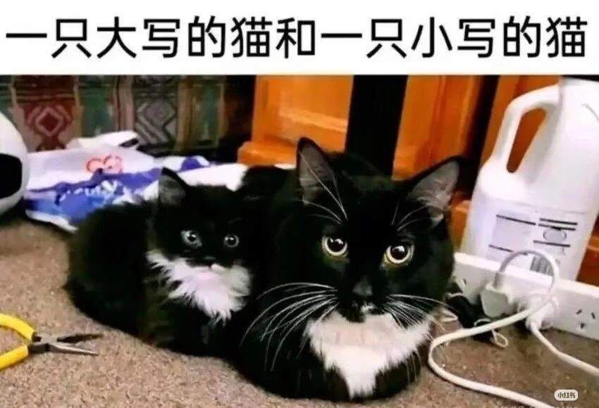 分享一些猫meme