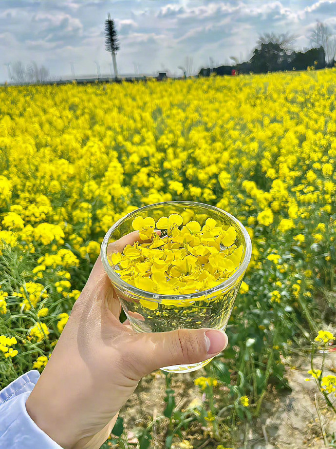 春天|油菜花文案：𝑺𝒑𝒓𝒊𝒏𝒈🍃采油菜花的小姑娘🌼去有风的地方