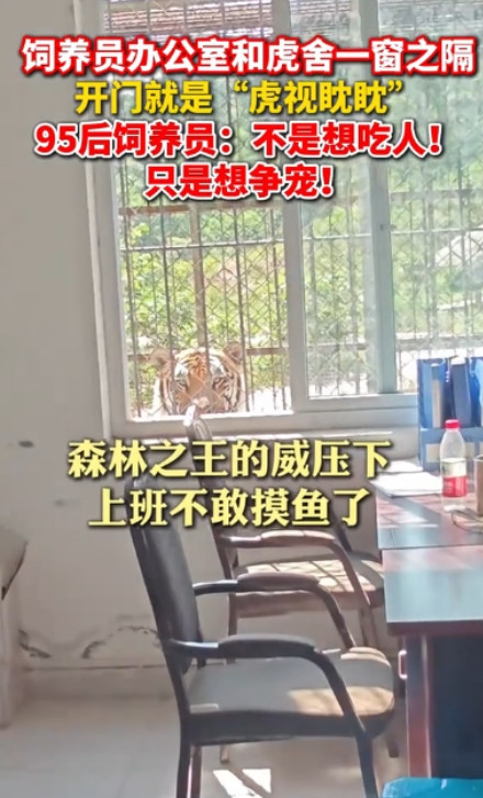 笑不活了！”四川宜宾，一景区饲养员办公室和虎舍仅有一窗之隔，每天饲养员一打开门就