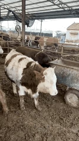 不敢相信，平时憨憨的牛会这么聪明。