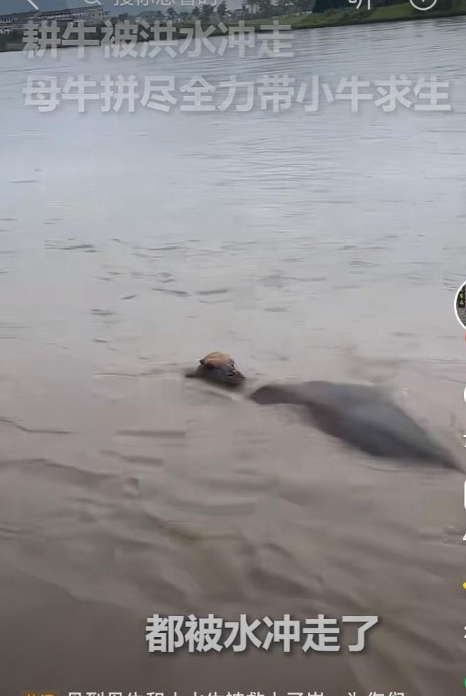 万物皆有灵！浙江金华，小牛和母牛一同被洪水冲走，母牛在洪水中不离不弃全力用身体护