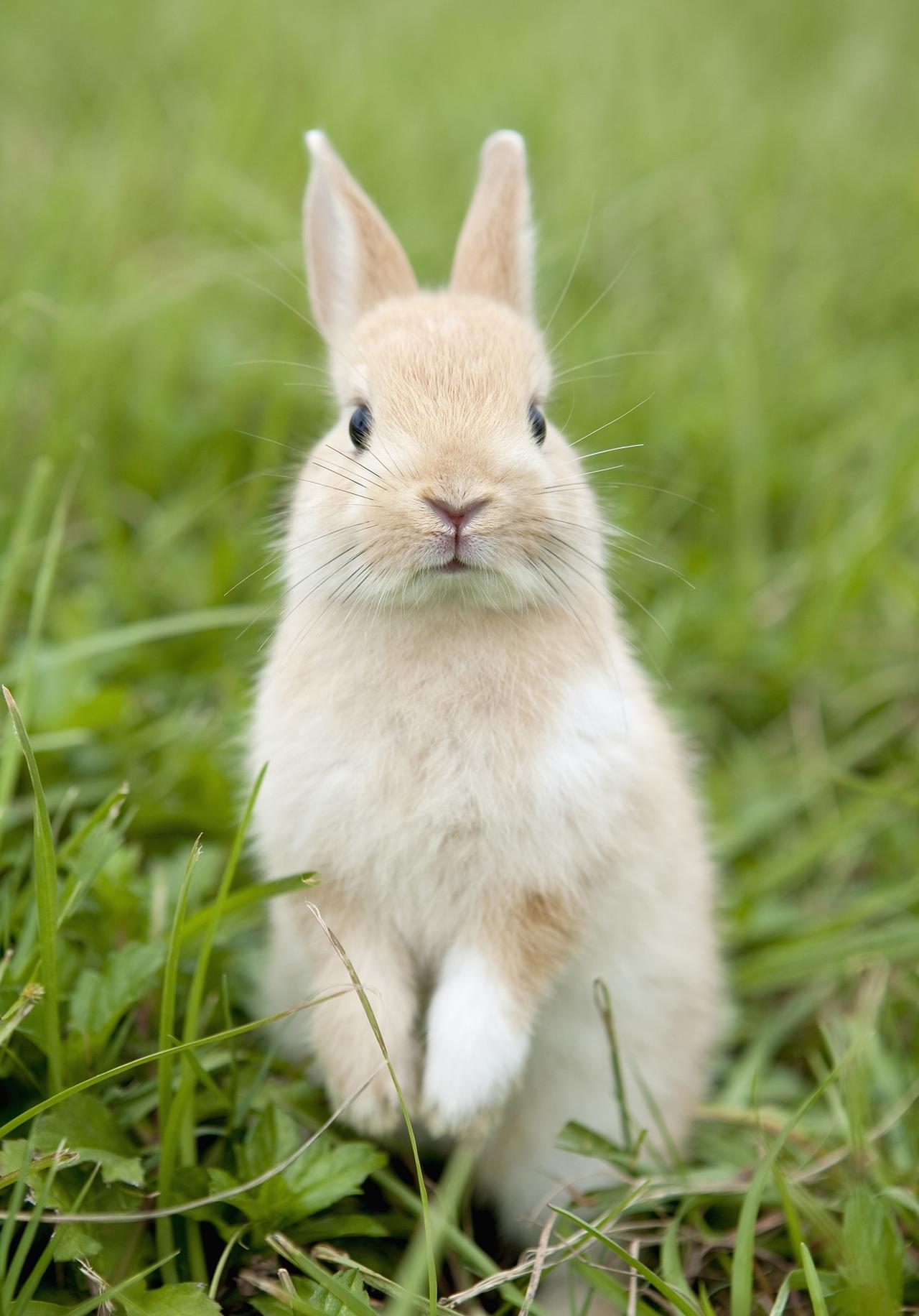 ＃十二生肖哪个代春分＃我认为十二生肖卯兔应该代表二十四节气中的春分，在