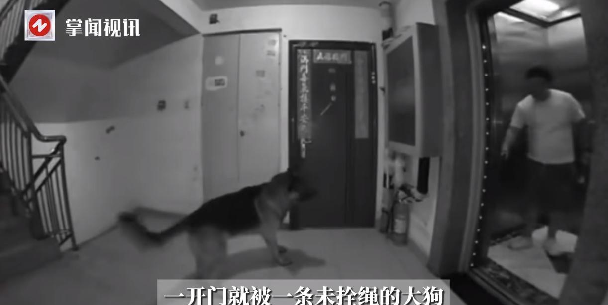 “必须严惩！”9月5日，北京，一男子回家按电梯上楼时，电梯门刚打开就有一只大狗坐
