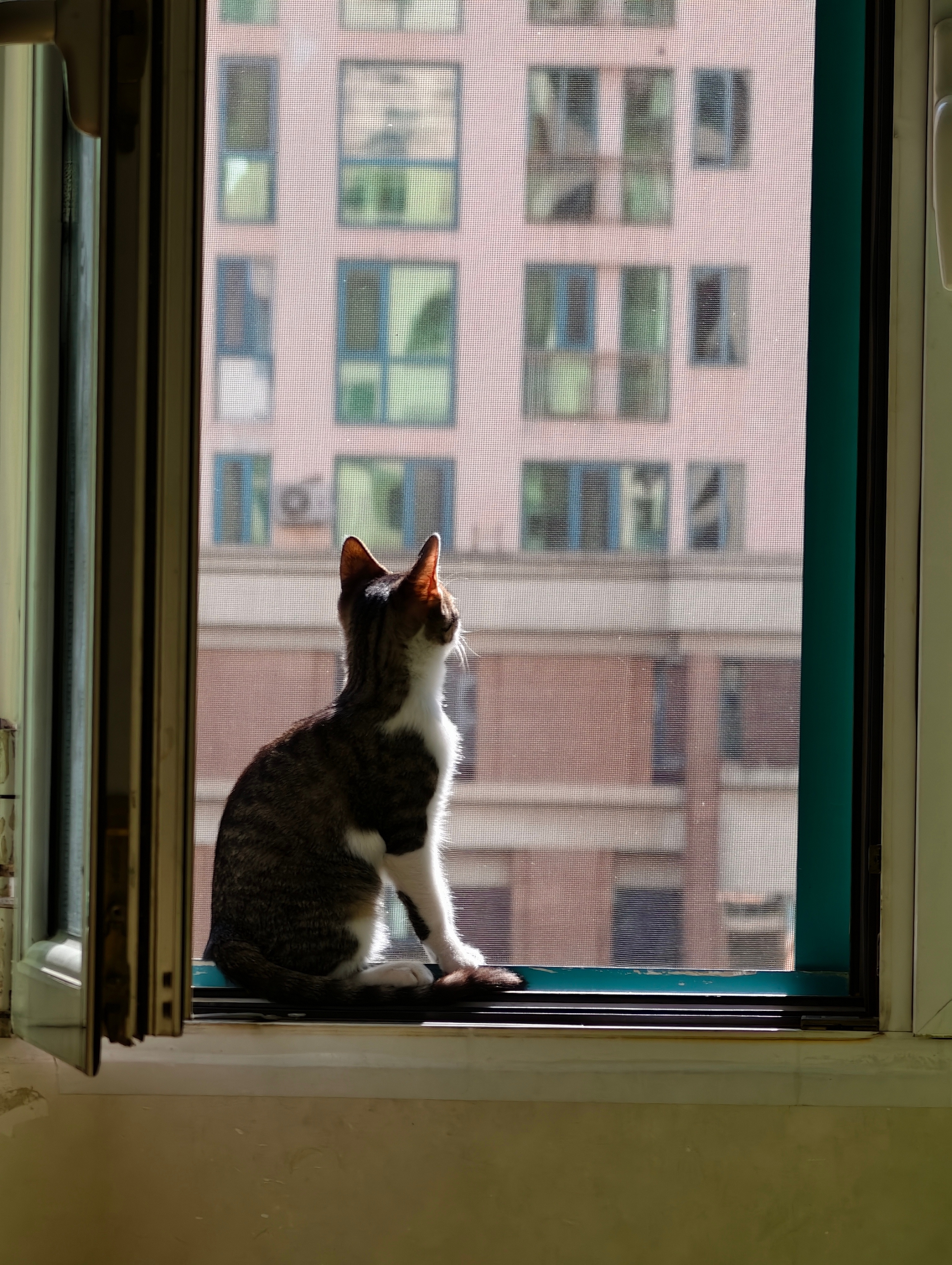想要纵享天涯的小猫咪[滑稽笑]车轮上的世界​​​