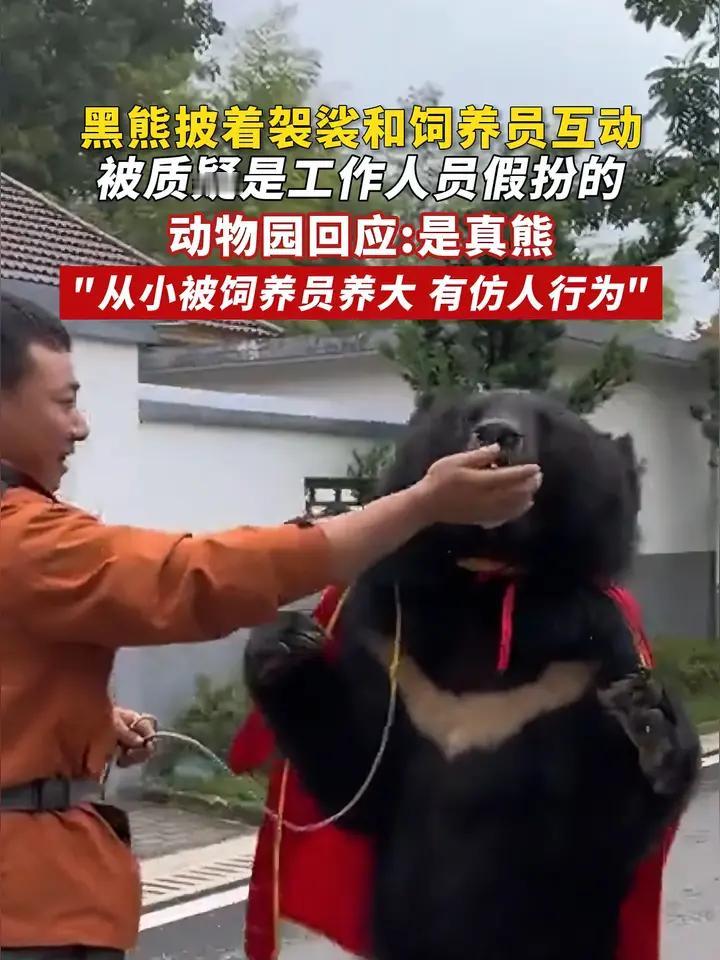 安徽皖南野生动物园那头披袈裟的黑熊秘密终于藏不住了！不是工作人员为了博眼球找人