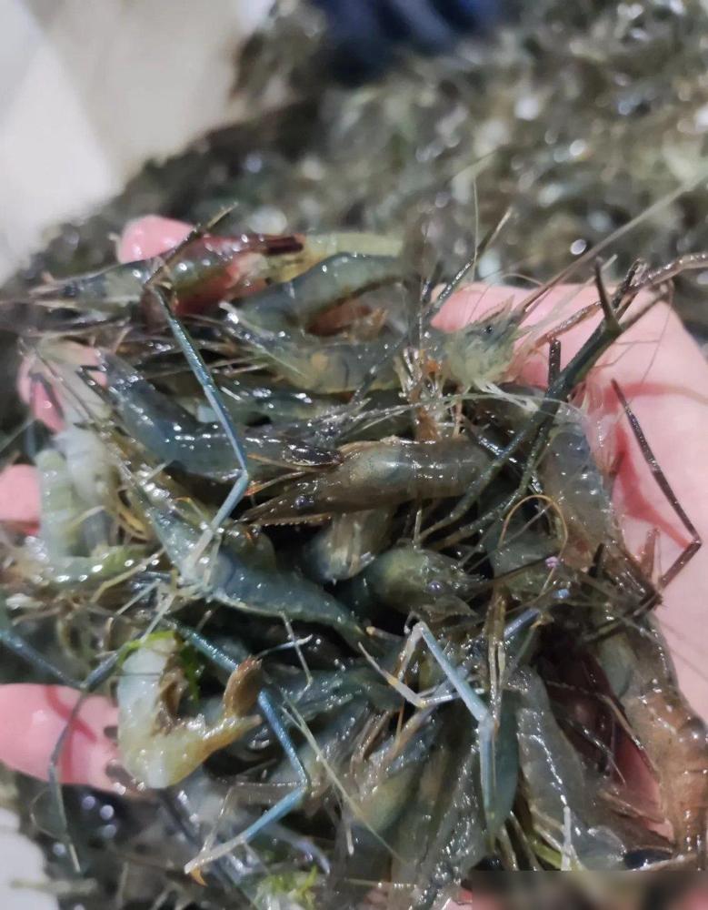 虾价大跳水，你还敢随便吃吗这段时间不少菜市场里的虾确实便宜了，有些地方原