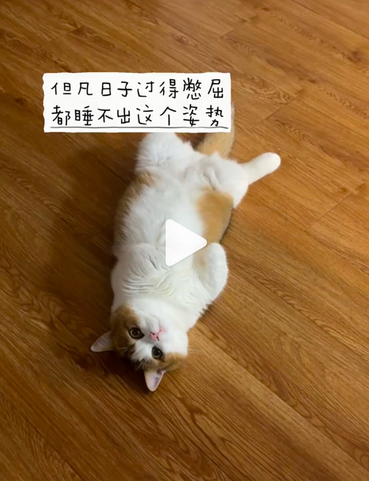 猫咪将四肢全部收拢在身下、脑袋埋进绒毛里，整只猫蜷成一团像毛绒手套的软萌睡姿。小