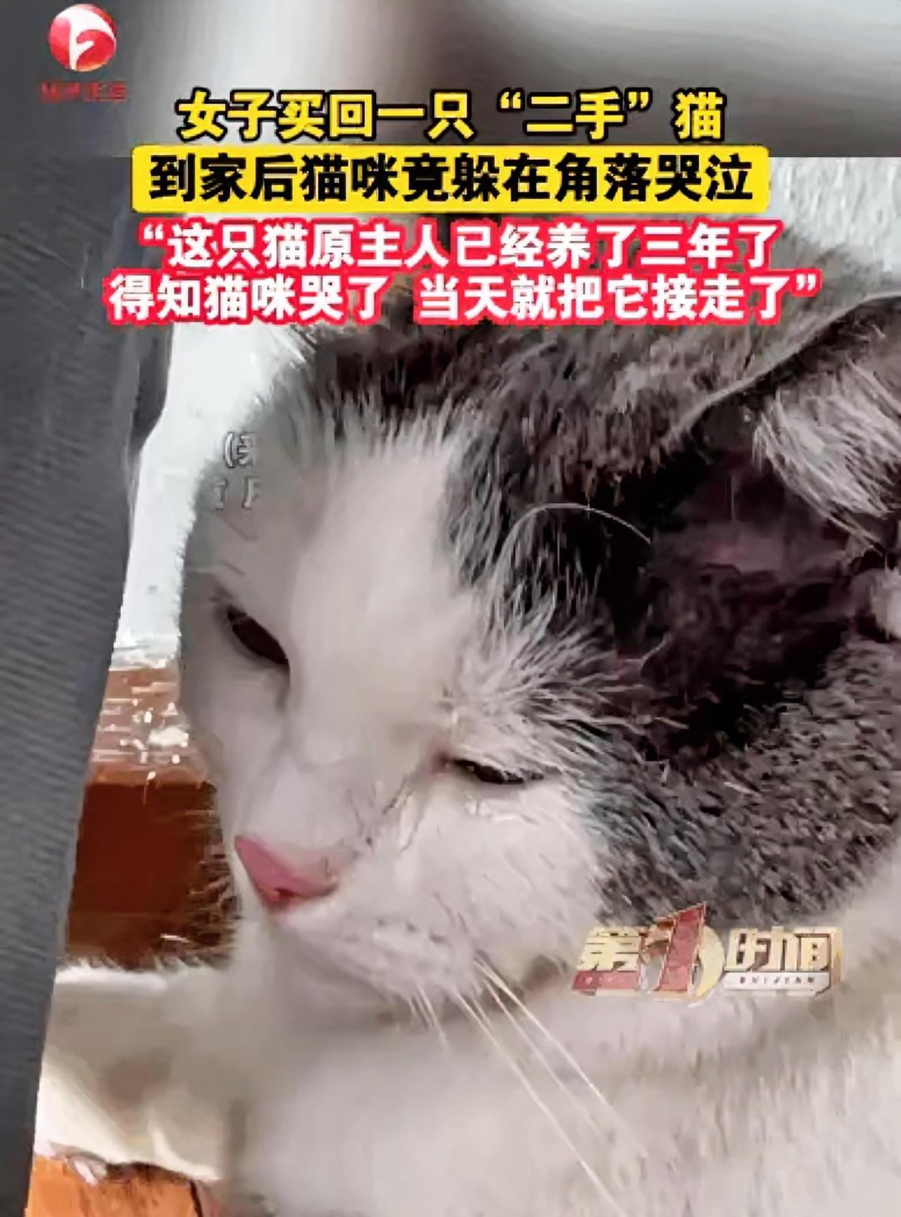 泪目！近日一只花猫被主人卖了，在去新主人的路上没有哭，也没有闹，只是不住地扭头回