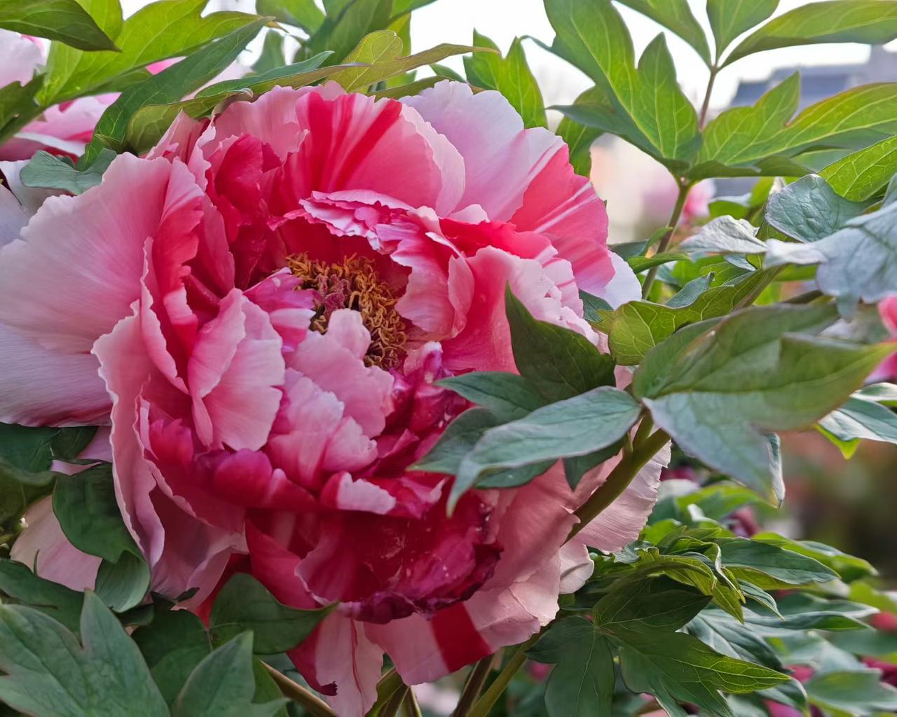 最美牡丹花分享层层叠叠的花瓣裹着春日的暖阳，粉白与深红交织成最美的光景，这便是牡