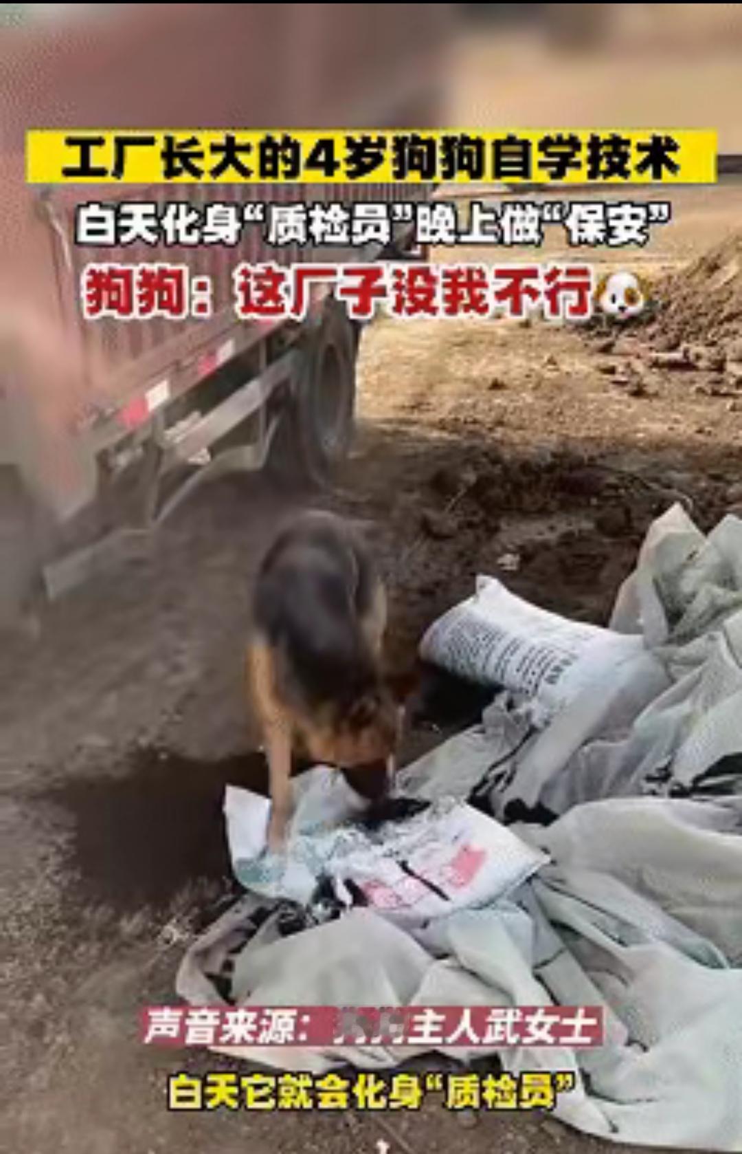 这下科学也解释不清了！近日山西朔州，武女士有一家饲料加工厂，四年前收养了一只狗狗