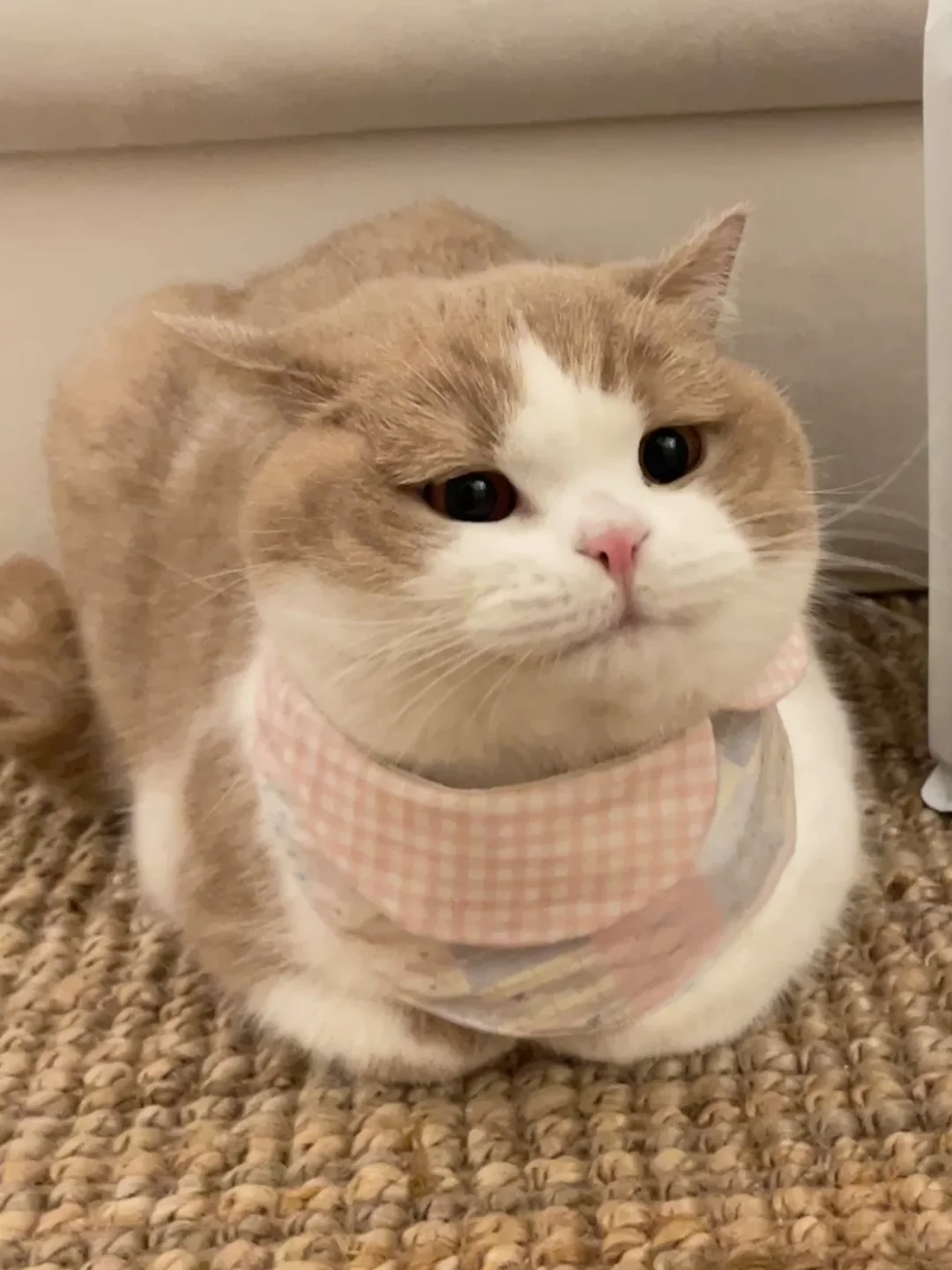 宝宝 你是一只小猪🐷