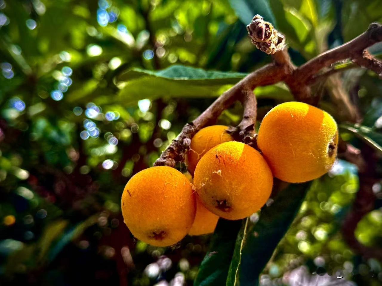 举着果实的芬芳（原创）夏天的铺陈带着果香黄熟
