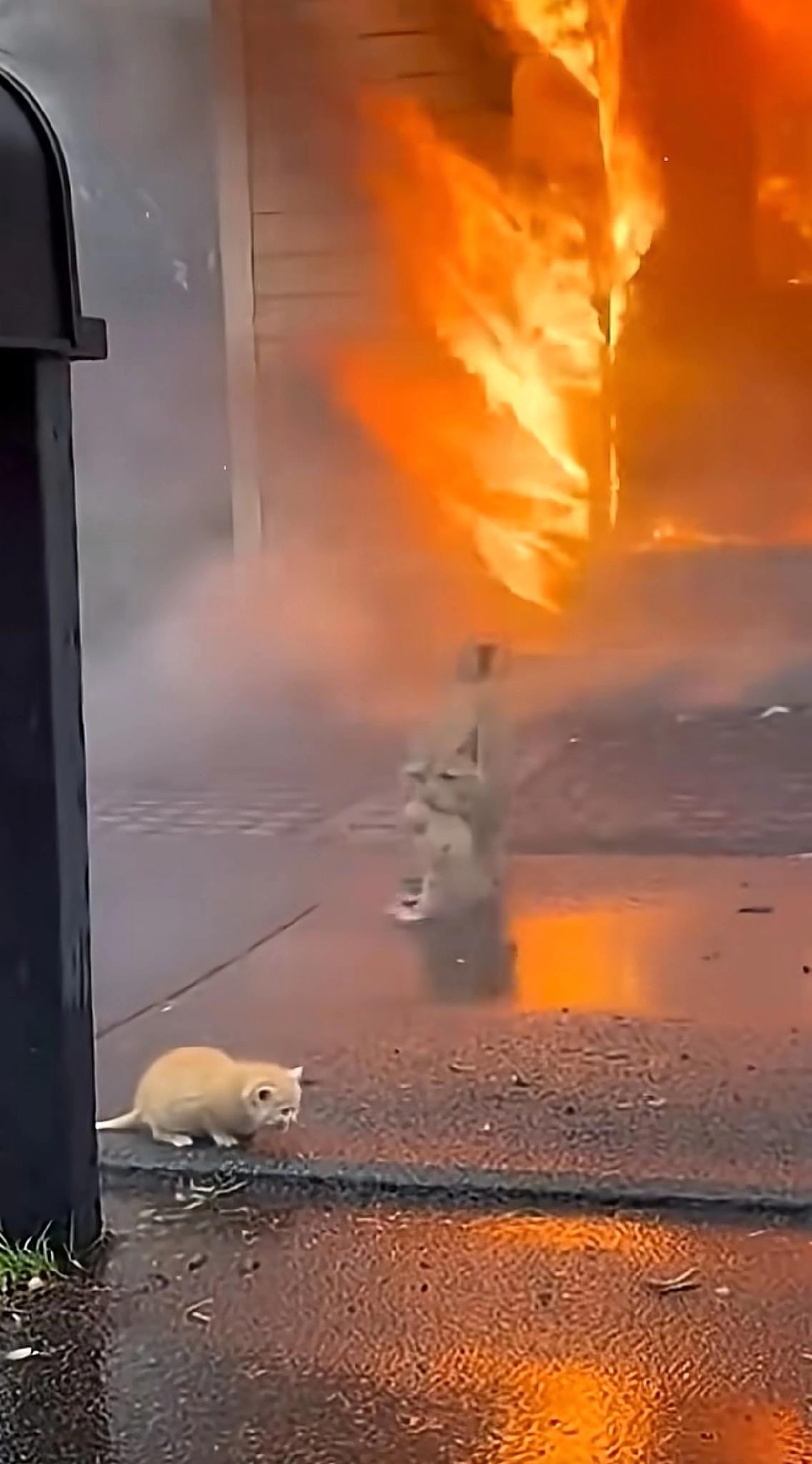 天呐！浓烟滚滚的火场里，那只橘猫简直太震撼我了！一遍一遍冲进火场，不顾