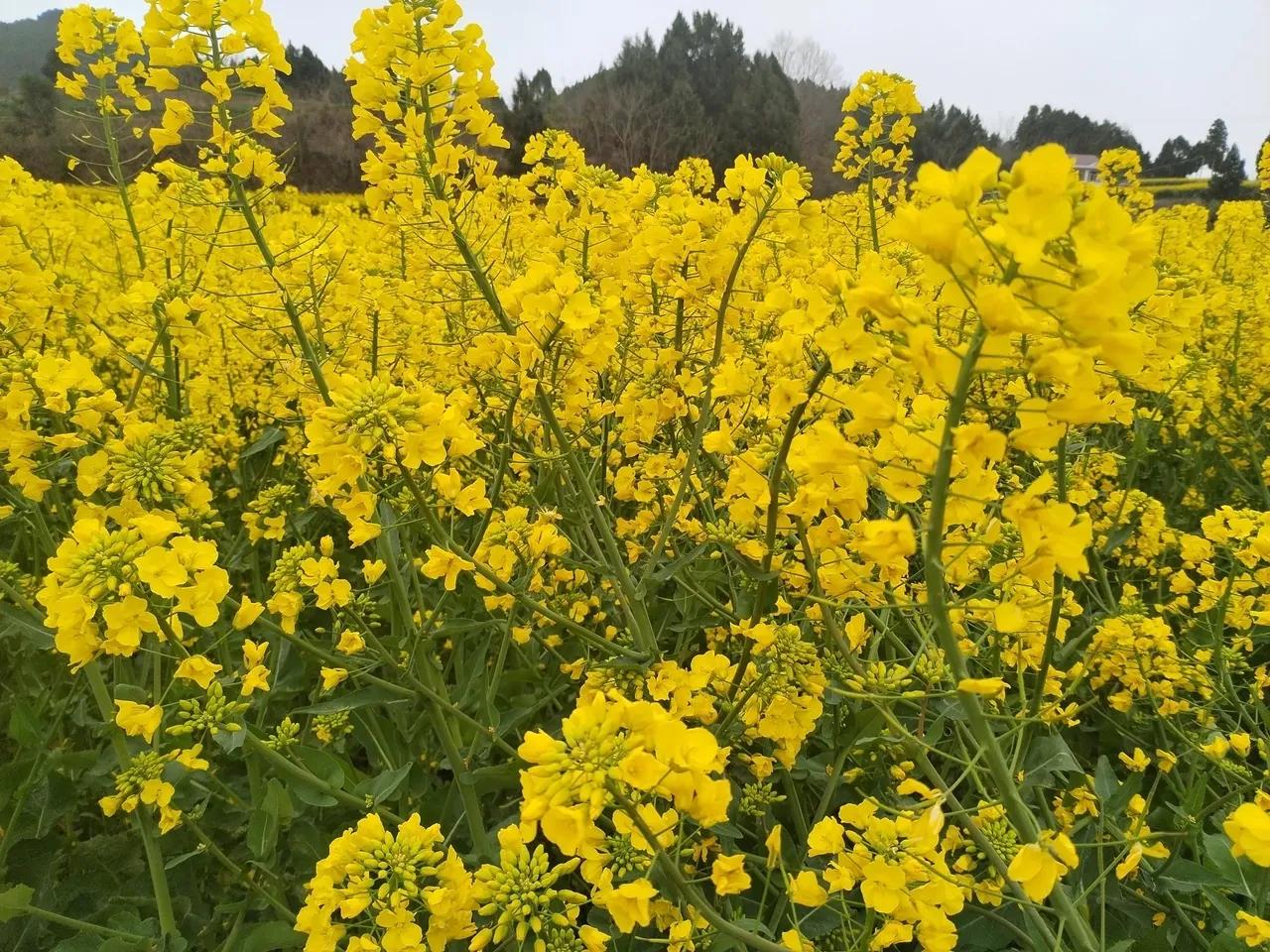 油菜花海满目金黄香百里一抹绿色醉千山蓝天白云金浪涌春风花海诗万篇春