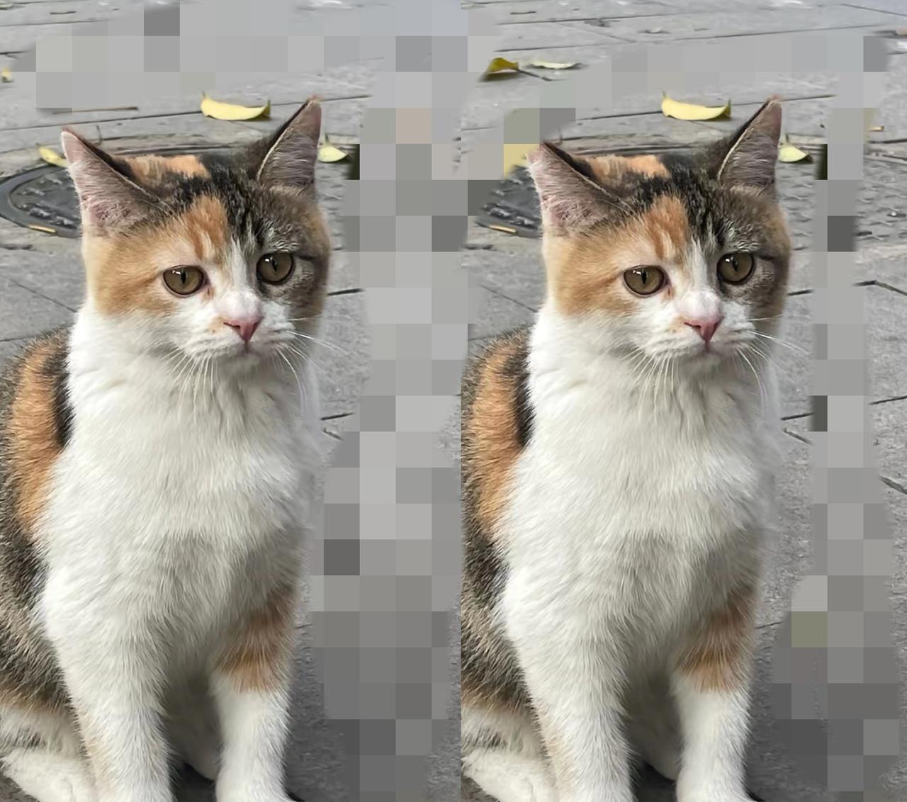 救命！流浪猫进门秒变捕鼠特工，这下赖上我了谁能想到，治住我家嚣