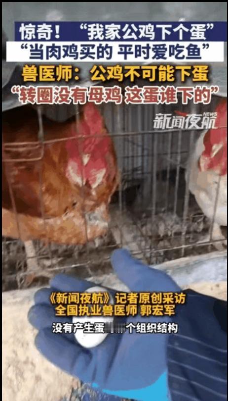 彻底解释不清了！黑龙江，一男子给鸡添食，发现鸡笼子里有一个鸡蛋，令他纳闷的是