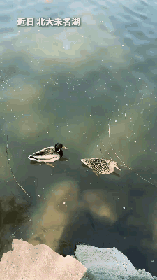 这鱼感觉有一种开了智的感觉！