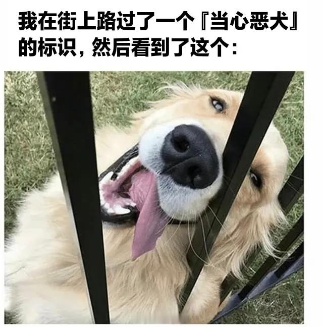 一些可爱的狗狗memememe​​​
